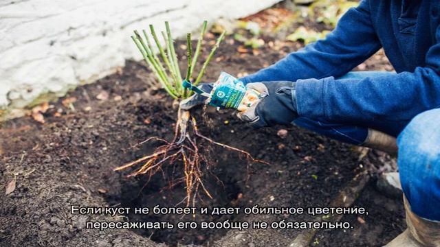 Роза Эльф (Elfe) — описание сорта и его особенности смотреть онлайн