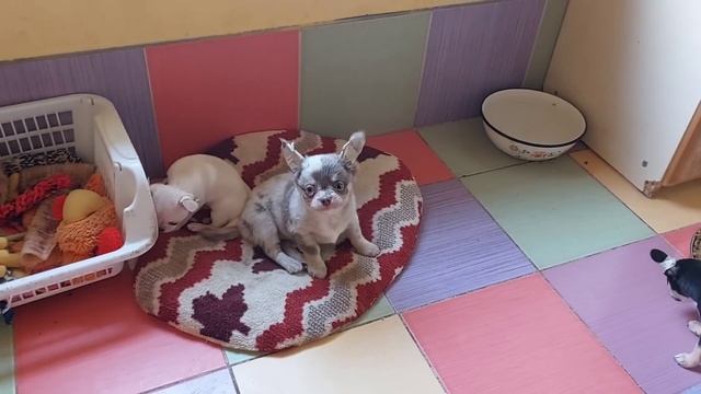 кто нашёл свою семью ? цены на щенков в видео питомник чихуахуа Кастропуло Крым 89787458062 доставк