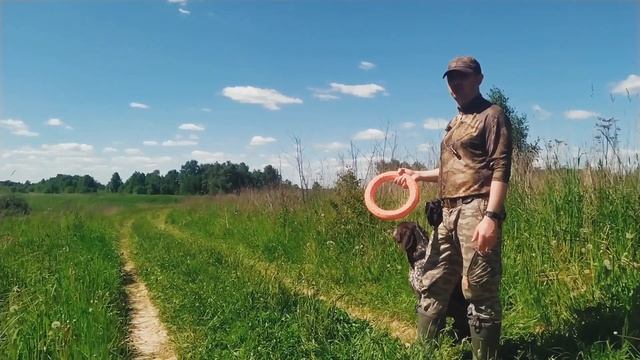 Упражнение с легавой которое не даст гнать дичь! смотреть онлайн