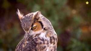 Зоопарк для детей, мультики про животных для малышей, обучающие видео с животными.