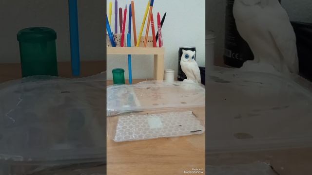 Все о содержании кивсяков в домашних условиях. Мои кивсяки.