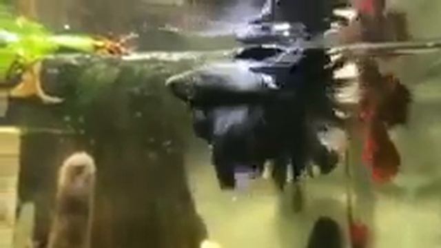 Красивая петушков аквариум смотреть онлайн