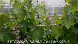 Чем обрабатывать виноград от болезней и вредителей летом.Болезни винограда и чем лечить их.