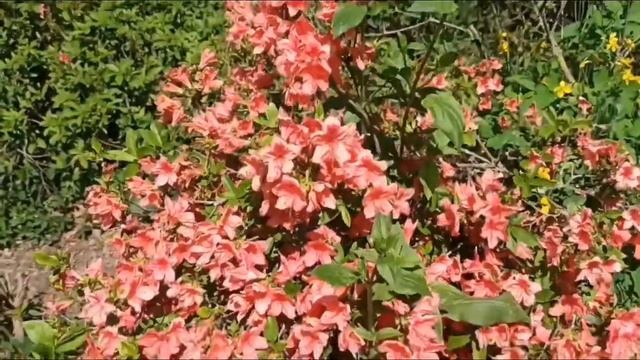 Цветочный фейерверк.??? Рододендроны. Ботанический сад. смотреть онлайн