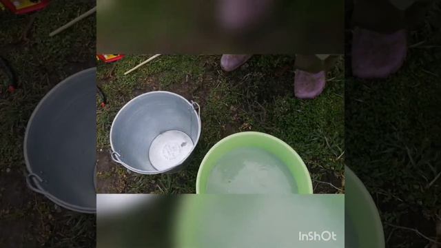 Обработка малины,ежевики,голубики и других растений от грибка,парши ,ржавчины,пятнистости.🌱🌱🌱