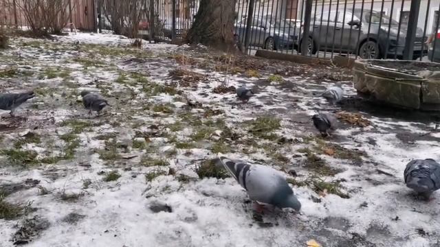 "Покормите птиц зимой" смотреть онлайн