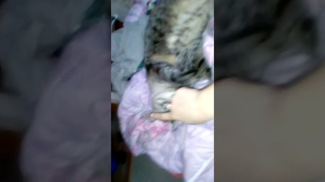 Гайд как гладить кота от меня смотреть онлайн