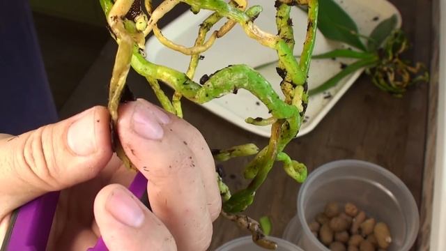 лёгкая ПЕРЕСАДКА ОРХИДЕЙ в СУПЕР грунт для разных условий содержания и полива орхидеи смотреть онлайн