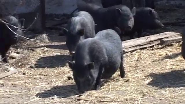 Вьетнамские свиньи ранней весной. смотреть онлайн