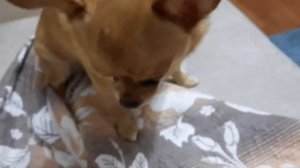 Гигиена чихуахуа Дени