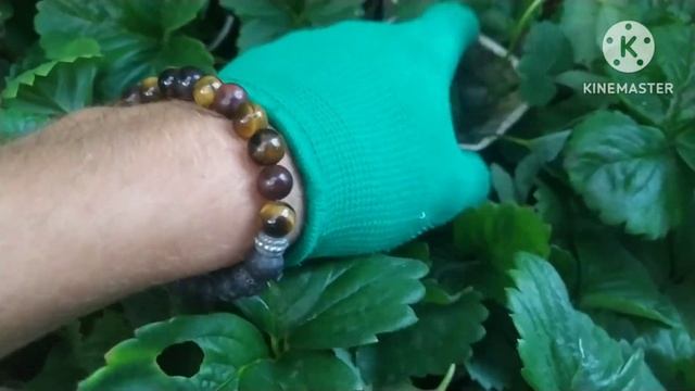 Ці сорти готовий відправити прямо сьогодні! Знижка є. Плюс приємні бонуси. смотреть онлайн