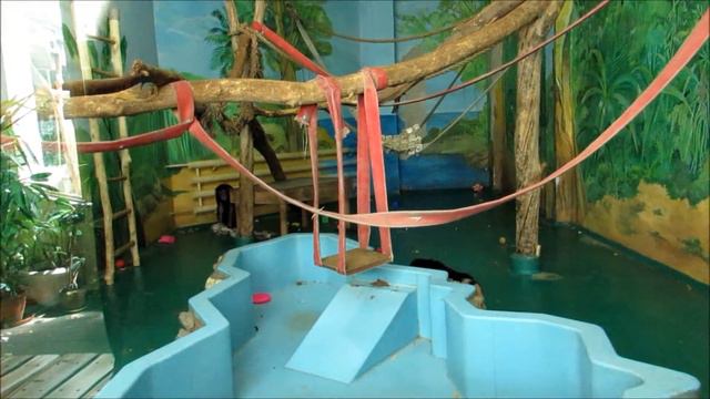 Филя и Люся "летают" по вольеру 10.05.18 смотреть онлайн