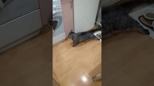 Внезапные судороги у кота.