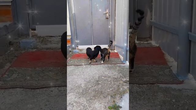 Хороший день!)😊😺🍁 смотреть онлайн