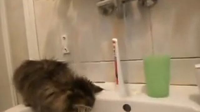Котёнок играет с водой Kotě hraje s vodou #кот #catlover #catoftheday #catsagram #caturday #pet смотреть онлайн