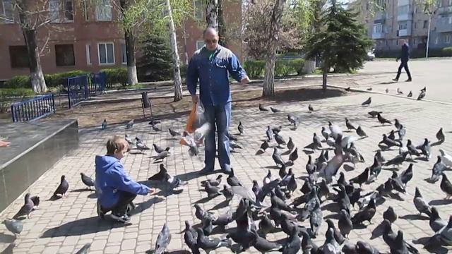 Очень много голубей! Кормим с рук. // из Города в Деревню!!! смотреть онлайн