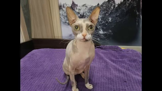 Мое домашнее животное смотреть онлайн