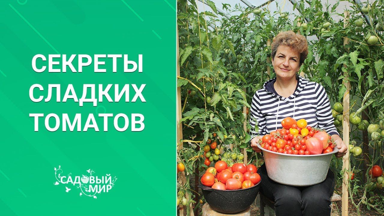 Секреты сладких помидоров смотреть онлайн