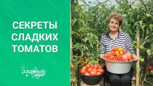 Секреты сладких помидоров