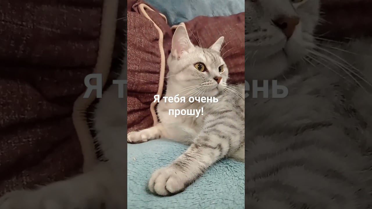 Не пролистывай, пожалуйста! #shorts смотреть онлайн