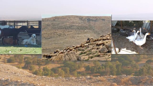 В День Независимости Израиля в Иорданской долине смотреть онлайн