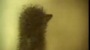 Ёжик в тумане