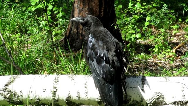 Ворон - птенец, Raven, Corvus corax смотреть онлайн