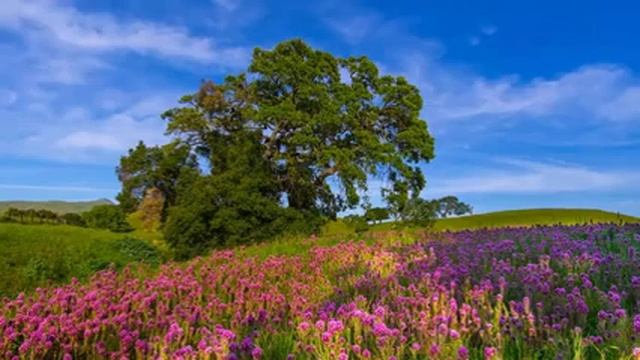 БИБЛИЯ КНИГА ПРЕМУДРОСТИ ИИСУСА СЫНА СИРАХОВА Глава 45. смотреть онлайн