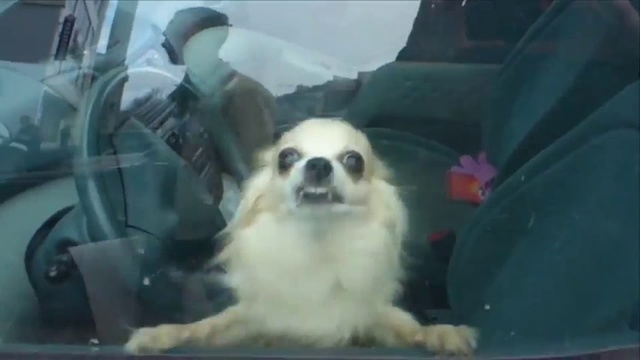 Псина защищает автомобиль хозяина. [Dub Step] смотреть онлайн