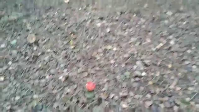 Поход в лес 08.10.2017 ОГРОМНЫЕ Белые, черные грузди,мокруха пурпуровая, осений лес смотреть онлайн