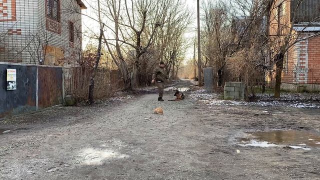 Немецкая овчарка 4 месяца Гектор! Дрессировка с котами! смотреть онлайн