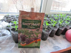УДОБРЯЮ СВОЮ РАССАДУ БИОГУМУСОМ!!!