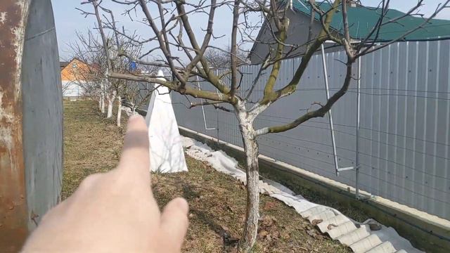 Хурма у відкритому грунті. Зняття укриття. 15-03-2023р. смотреть онлайн