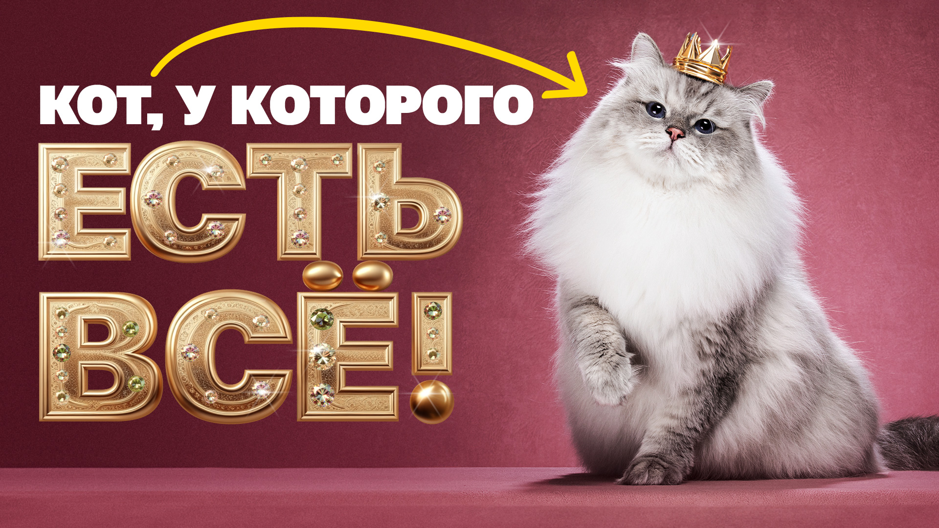 Как живет самый титулованный кот России? смотреть онлайн