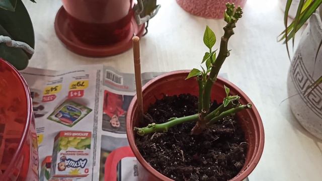 🌷РАЗМНОЖИМ ОРХИДЕЮ.ТОКСИЧНЫЙ🤭РЕМОНТ🙈ДВОЙНОЙ УДАР ПО ГЛАЗУ[Орхидея Фаленопсис.Пуансеттия] #órchis смотреть онлайн