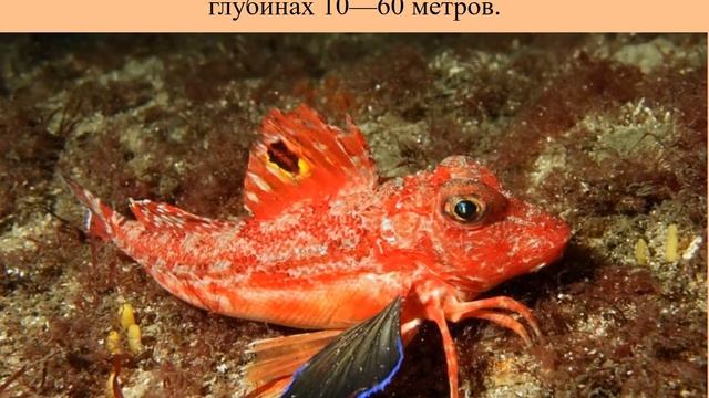 Морской петух –рыбка с ножками смотреть онлайн
