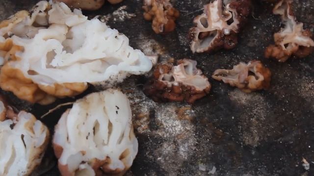 Как отличить ядовитый строчок? Сравнение двух строчков! смотреть онлайн