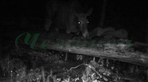 Фотоловушка Болигуард #17 Солонец №1