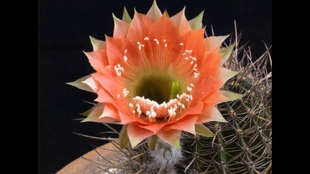 Relax With Instrumental Music - Blooming Cactus GIF to Help You Chill, Meditate or Study смотреть онлайн