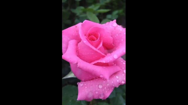 #Beautiful Rose🌹💖 Flower #Rose Flower Dpz # Wallpaper #coverphoto #2023 ##stylish Dpz