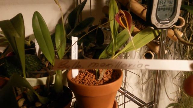 Орхидея Бульбофилум цветения. Bulbophyllum maxillariae смотреть онлайн