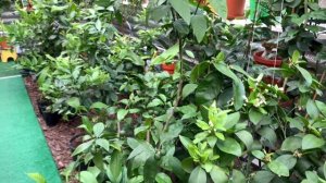 Тем временем в " домике для цитрусов" 25.05.20????????