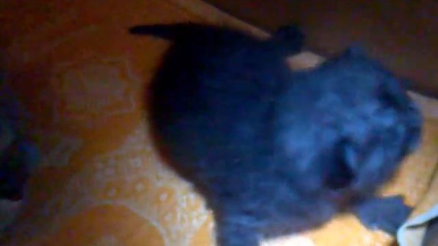 Шотландские вислоухие котята