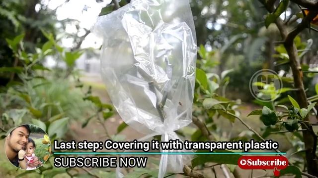Grafting Lemon Citrus Lime Tree 100% Successfully смотреть онлайн