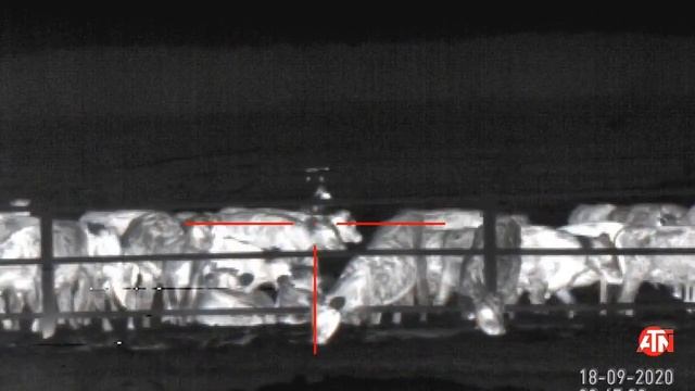 Охота на волка в Беларуси. Точные выстрелы и промахи. Часть 2 смотреть онлайн