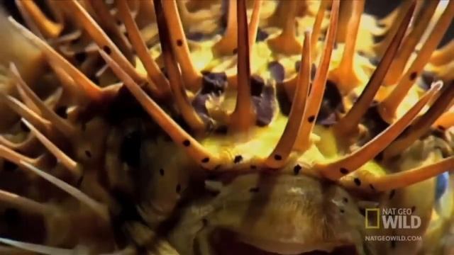 Иглобрюх, или рыба Фугу (лат. Tetraodon)