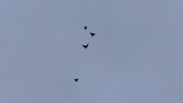 Мои николаевские голуби🕊(КТО ЧТО ПОДСКАЖЕТ?) смотреть онлайн