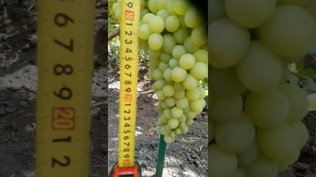 Киш-миш Володар выставочная гроздь!!!! смотреть онлайн