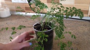 Выращивание моркови дома в горшке (результат)