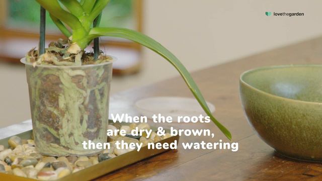 How to grow and care for orchids | Love The Garden смотреть онлайн